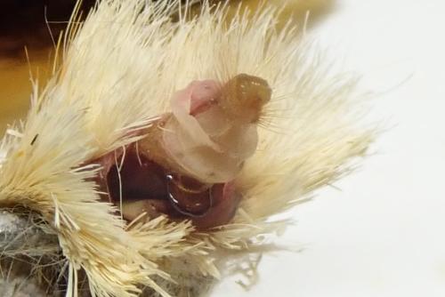Noctua tirrenica